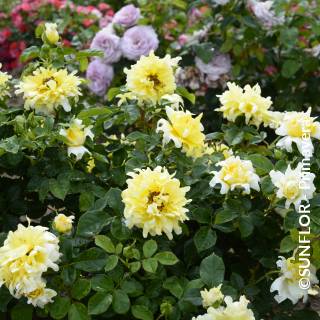 ©SUNFLOR - Primavera
